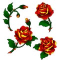 Oldschool tattoo roses clipart