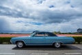 Oldsmobile classic auto in dutch tulip fields