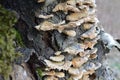 Oldtree fungi forest wood nature Royalty Free Stock Photo