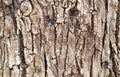 Old bark texture Royalty Free Stock Photo