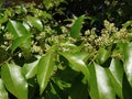 Olea dioica Rose sandal wood flowering twig