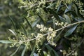 Twig with flowers of Olea europaea or olive