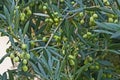 Olea europaea, European olive Royalty Free Stock Photo