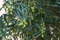 Olea europaea - European olive Royalty Free Stock Photo