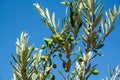 Olea europaea Royalty Free Stock Photo