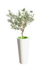 Olea europaea in pot Royalty Free Stock Photo