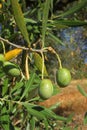 Olea europea, Allergens Plants