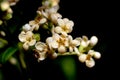 Olea lancea lam flows with bokeh background, olea lancea lam is small white flowers Royalty Free Stock Photo