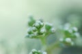 Olea lancea lam flows with bokeh background, olea lancea lam is small white flowers Royalty Free Stock Photo