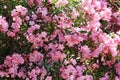 Oleander flowers Royalty Free Stock Photo