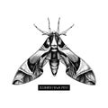 Oleander Hawk Moth Drawing Isolated On White. Vector Illustration Of Hand Drawn Butterfly. Vintage Insects Sketch.
