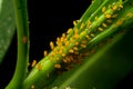 The oleander aphid also known as milkweed aphid on the plant and sucking cell sap. These are bright yellow insects with black legs Royalty Free Stock Photo