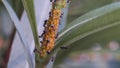 Oleander aphid (Aphis nerii) sucking