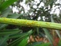 Sweet pepper aphids in oleander plant Royalty Free Stock Photo