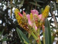 Oleander aphids in oleander plant Royalty Free Stock Photo