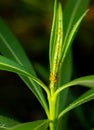 The oleander aphids also known as milkweed aphids which are insect pest of milkweed plant. Oleander aphid is a bright yellow Royalty Free Stock Photo