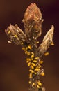 Oleander aphids attacking a bud Royalty Free Stock Photo