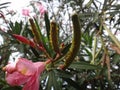 Oleander aphids in oleander plant Royalty Free Stock Photo