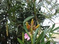 Oleander aphids in oleander plant Royalty Free Stock Photo
