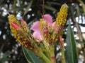 Oleander aphids in oleander plant Royalty Free Stock Photo