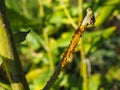 Oleander Aphids Royalty Free Stock Photo