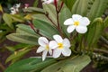 Oleander bush with Beautiful white Frangipani cluster flowers in tropical garden Royalty Free Stock Photo