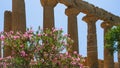 Oleander bush and column Temple of Juno in Sicily