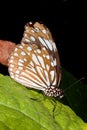 Oleander butterfly, Common Crow, Euploea core Royalty Free Stock Photo