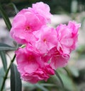 Oleander flower