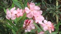 Oleander flower a herbaceous plant member of the Apocynaceae family that produces flowers all year round Japanese flowers Royalty Free Stock Photo