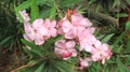 Oleander flower a herbaceous plant member of the Apocynaceae family that produces flowers all year round Japanese flowers Royalty Free Stock Photo