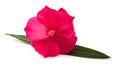 Oleander flower with leaf Royalty Free Stock Photo