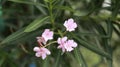 oleander flower Nerium Plant. with blur background