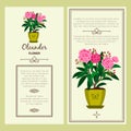 Oleander flower in pot banners Royalty Free Stock Photo