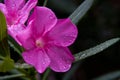 Oleander Flower Toxic Beauty Royalty Free Stock Photo