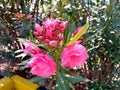 Oleander flowers that bloom and are beautiful