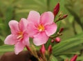 Oleander flowers with buds Royalty Free Stock Photo