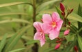 Oleander flowers with buds Royalty Free Stock Photo