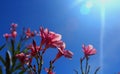 Oleander flowers and leaves on the plant with sun rays. Royalty Free Stock Photo