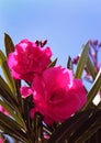 Oleander flowers and buds with sky Royalty Free Stock Photo