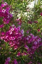 Oleander flowers bush bloom summer subtropics Royalty Free Stock Photo