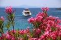 Oleander flowers in Croatia Royalty Free Stock Photo