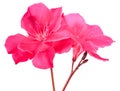 Oleander flowers Royalty Free Stock Photo
