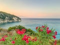 Oleander flowers, with the sea in the background at sunset Zakynthos, Greece