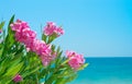 Oleander flowers and sea Royalty Free Stock Photo