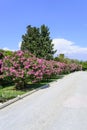 Oleander flowers Royalty Free Stock Photo