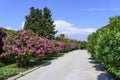 Oleander flowers Royalty Free Stock Photo