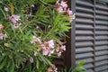 Oleander flowers Royalty Free Stock Photo