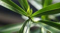 Oleander Royalty Free Stock Photo