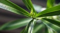 Oleander Royalty Free Stock Photo